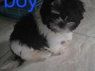 Shih Tzu puppies for sale in Kildare