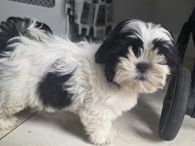 Shih Tzu puppies for sale in Kildare