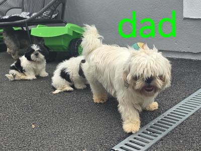 Shih Tzu puppies for sale in Kildare