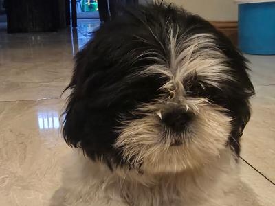 Shih Tzu puppies for sale in Kildare