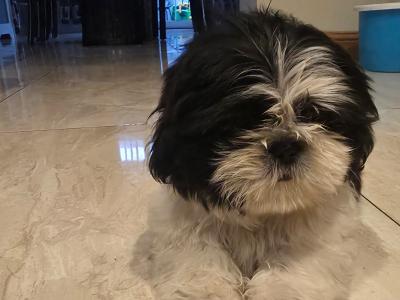 Shih Tzu puppies for sale Kildare **BOY GONE**