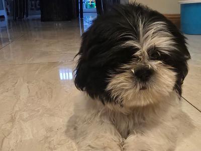 Shih Tzu puppies in Kildare **BOY GONE***GIRL 1 GONE**