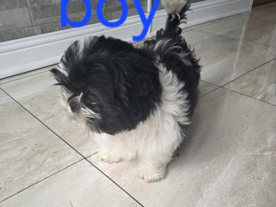 Shih Tzu puppies for sale in Kildare