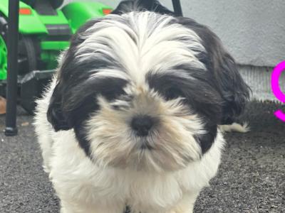 Shih Tzu puppies for sale in Kildare