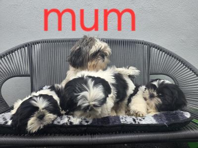 Shih Tzu puppies for sale in Kildare