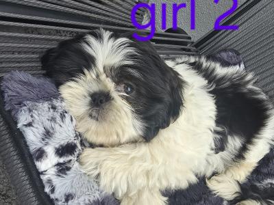 Shih Tzu puppies for sale in Kildare