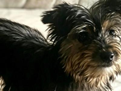 Adorable Yorkshire Terrier puppy for sale in Roscommon