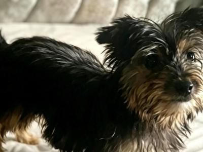 Adorable male Yorkshire Terrier puppy for sale in Roscommon