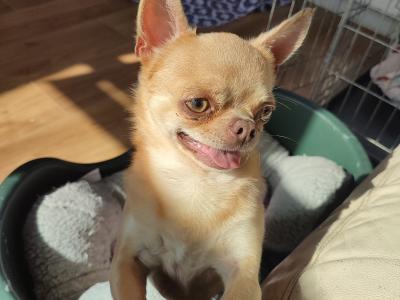 Two beautiful Chihuahua adult dogs in Clare