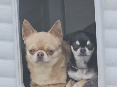 Two beautiful Chihuahua adult dogs in Clare