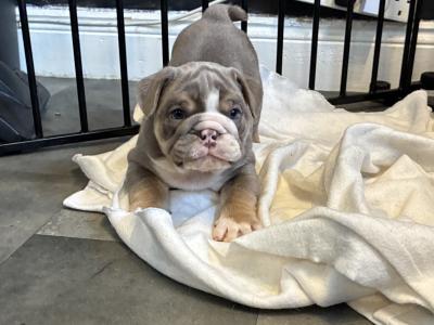 English Bulldog puppies in Limerick