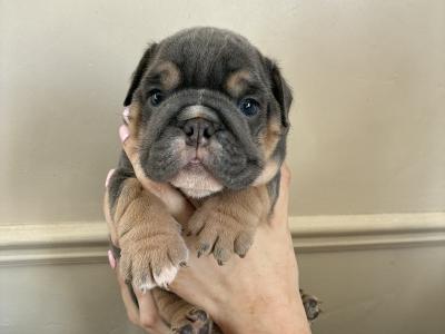 English Bulldog puppies in Limerick