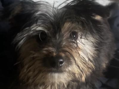 Adorable Yorkshire Terrier puppy for sale in Roscommon