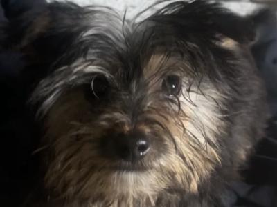 Adorable male Yorkshire Terrier puppy for sale in Roscommon