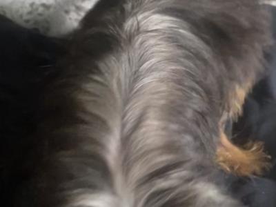 Adorable Yorkshire Terrier puppy for sale in Roscommon