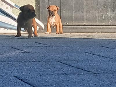 Ikc registered Staffordshire Bull Terrier puppies in Laois