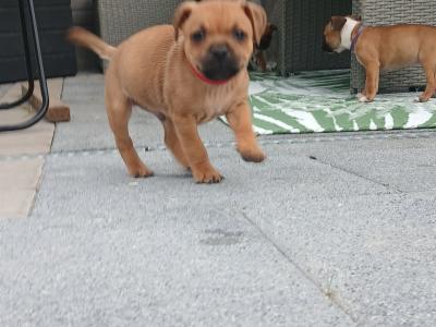 Ikc registered Staffordshire Bull Terrier puppies in Laois
