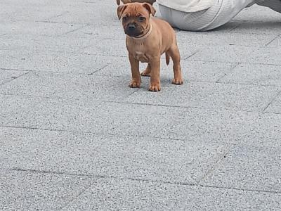 Ikc registered Staffordshire Bull Terrier puppies in Laois
