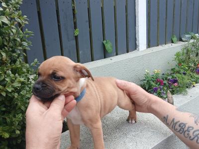 Ikc registered Staffordshire Bull Terrier puppies in Laois
