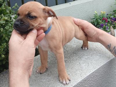 2male IKC Registered Staffordshire Bull Terrier puppies in Laois
