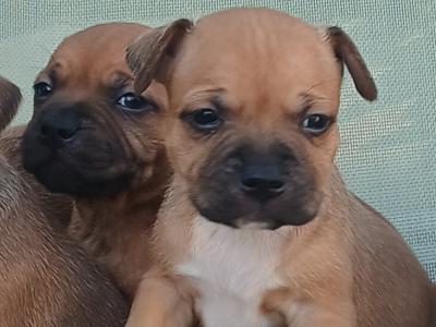 Ikc registered Staffordshire Bull Terrier puppies in Laois