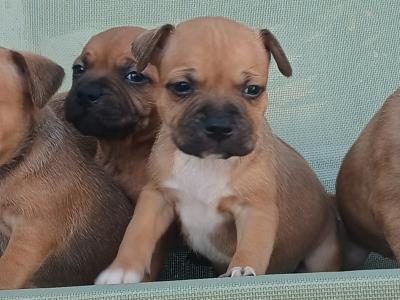 IKC Registered Staffordshire Bull Terrier puppies in Laois