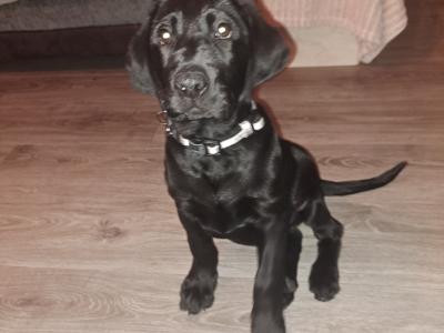 Male Black Labrador puppy in Dublin