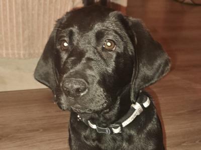 Male Black Labrador puppy in Dublin