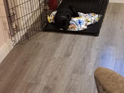 Male Black Labrador puppy in Dublin