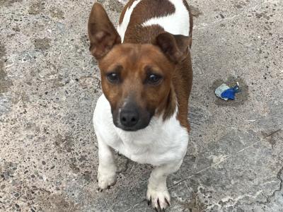 Miniature Jack Russell for stud