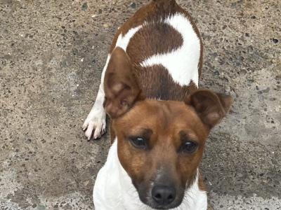 Miniature Jack Russell for stud