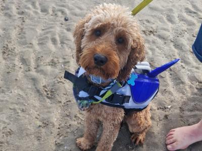 Goldendoodle for stud