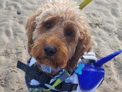 Goldendoodle for stud