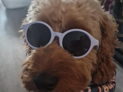 Goldendoodle for stud
