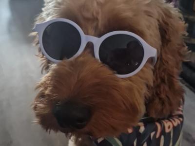 Goldendoodle for stud