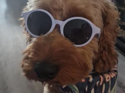 Goldendoodle for stud