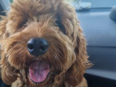 Goldendoodle for stud