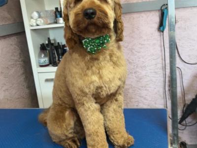 Goldendoodle for stud