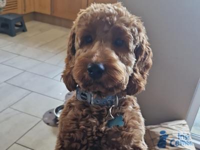 Goldendoodle for stud