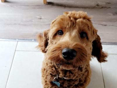 Goldendoodle for stud