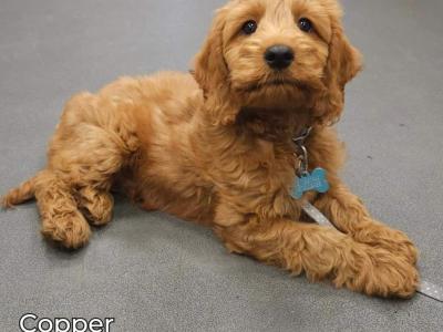 Goldendoodle for stud