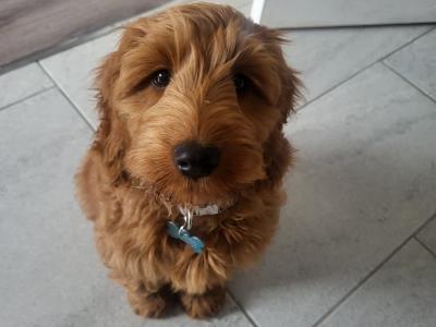 Goldendoodle for stud