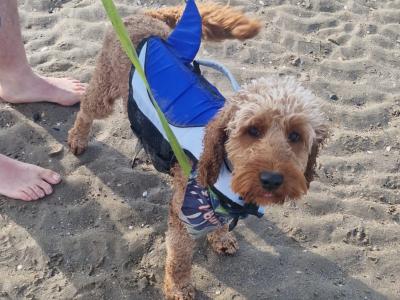 Goldendoodle for stud