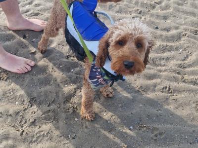 Goldendoodle for stud