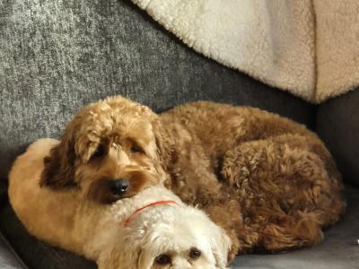 Goldendoodle for stud