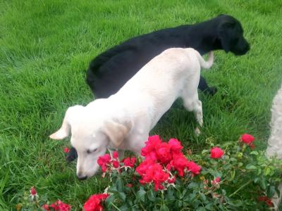 Male Goldendoodle x Irish Doodle puppy in Tipperary