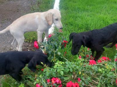 Male Goldendoodle x Irish Doodle puppy in Tipperary