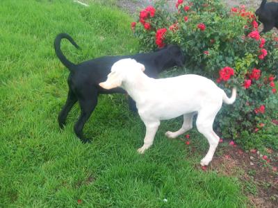 Male Goldendoodle x Irish Doodle puppy in Tipperary