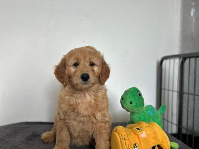 🌟Miniature Double Goldendoodle puppies in Wexford🌟