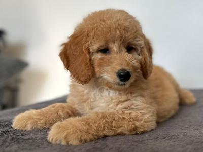 🌟Miniature Double Goldendoodle puppies in Wexford🌟